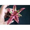 Cryptanthus Rubin Star